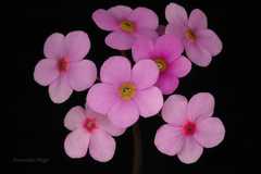 Androsace studiosorum